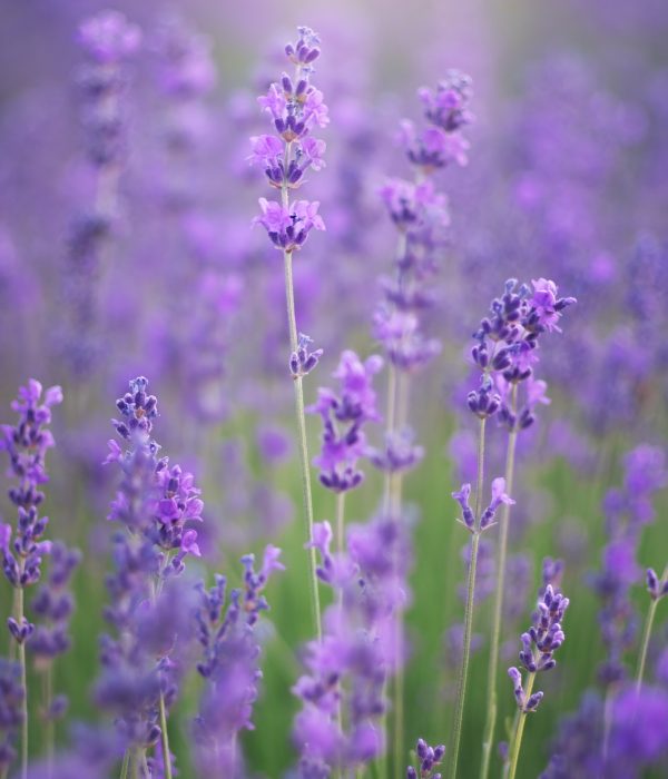 Lavender flowers nature